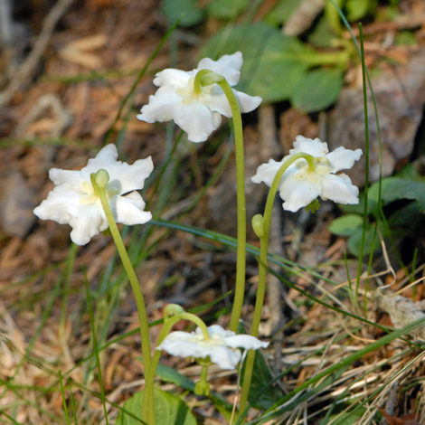 Moneses uniflora whole