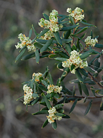 monotoca elliptica close