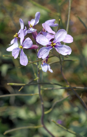 Moricandia arvensis close