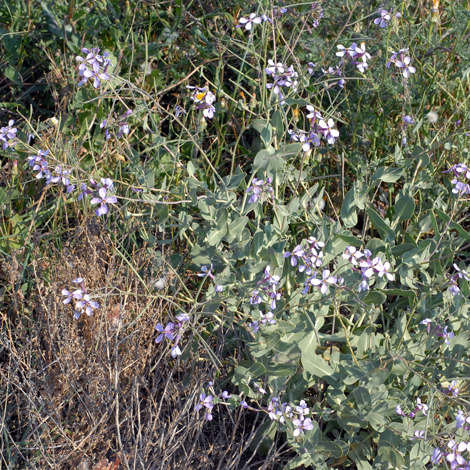 Moricandia arvensis whole