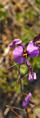 Moricandia moricandioides close