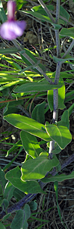 Moricandia moricandioides leaves