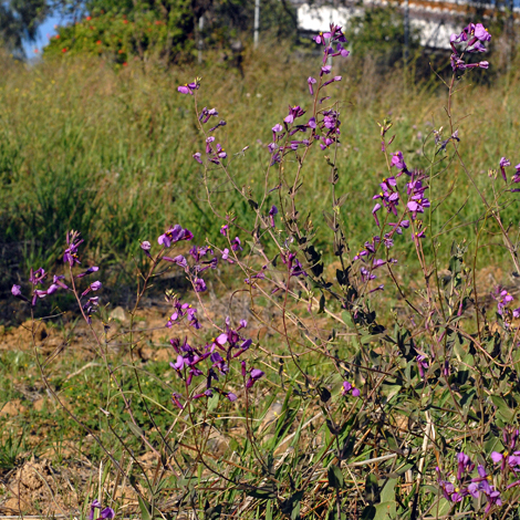 Moricandia moricandioides whole