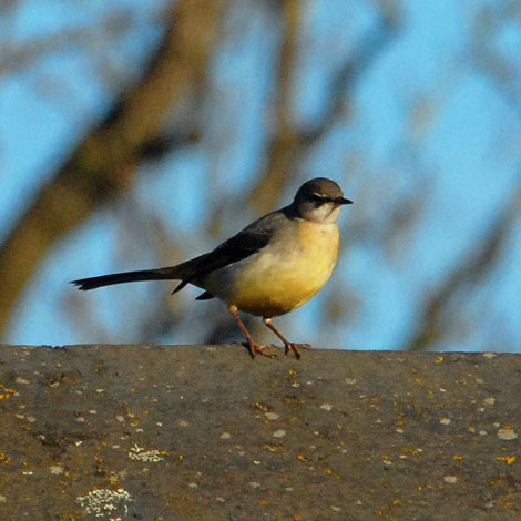 Motacilla cinerea