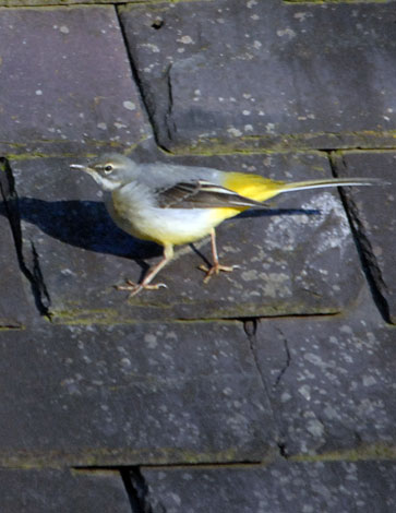 Motacilla cinerea side view