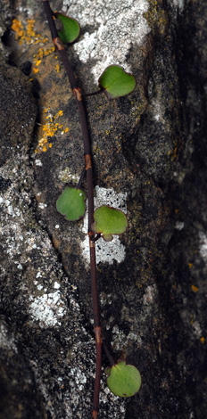 Muehlenbeckia complexa close