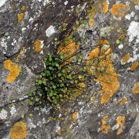 Muehlenbeckia complexa whole