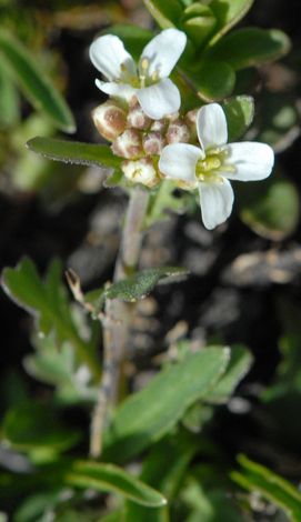Murbeckiella pinnatifida close