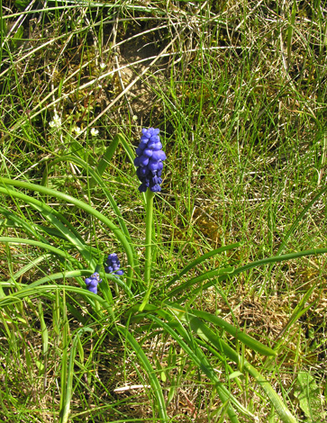 Muscari armeniacum