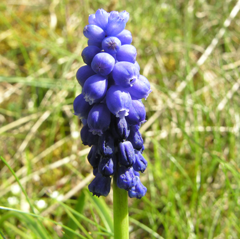 Muscari armeniacum