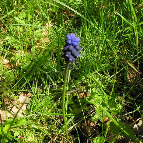 Muscari negelctum whole