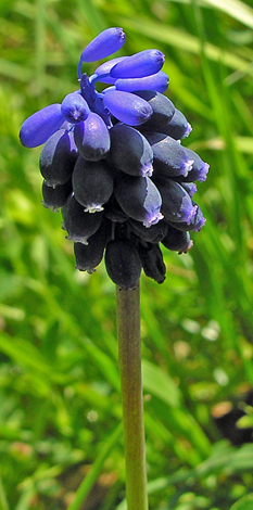 Muscari negelctum close