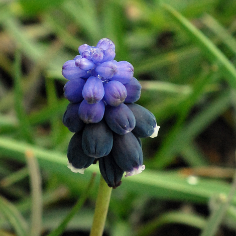 Muscari neglectum close