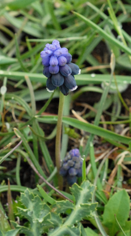 Muscari neglectum whole