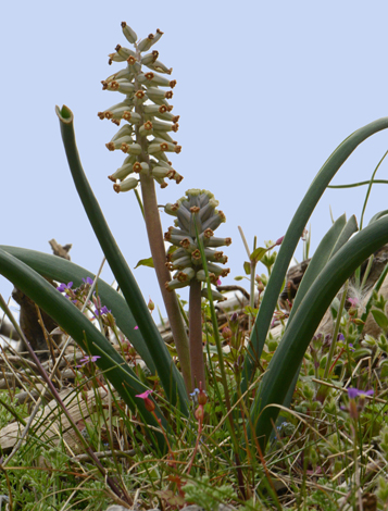 Muscari racemosum close