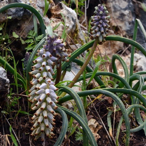 Muscari racemosum whole