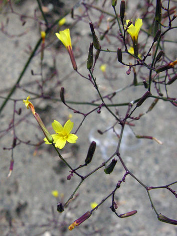 Mycelis muralis close