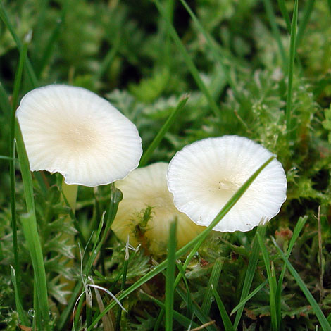Mycena top