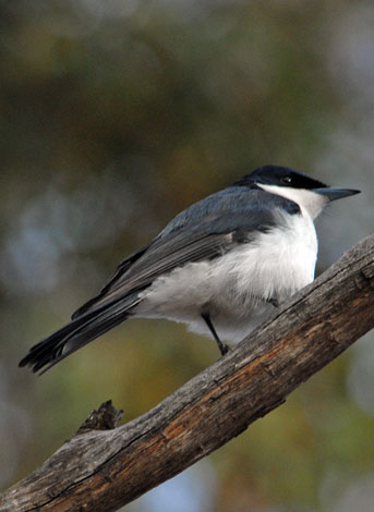 Myiagra inequieta side