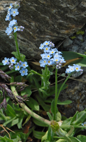 Myostois alpestris Alps close