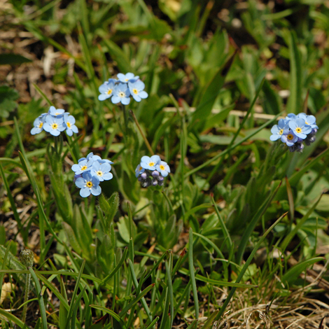 Myostois alpestris Alps whole