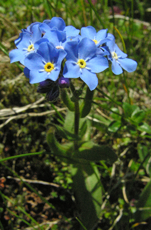 Myosotis alpestris close