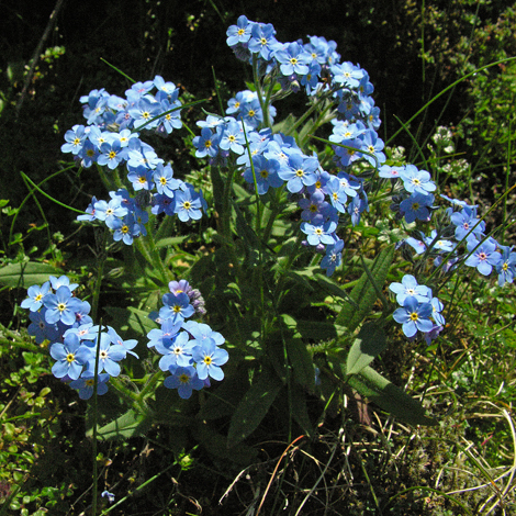 Myosotis alpestris whole
