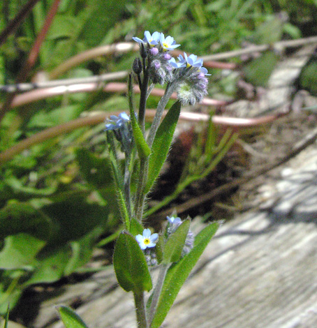 Myosotis arvensis