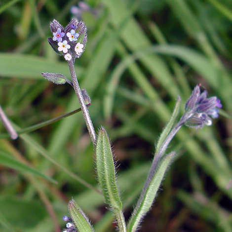 Myosotis discolor whole