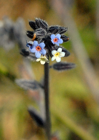 Myosotis discolor close