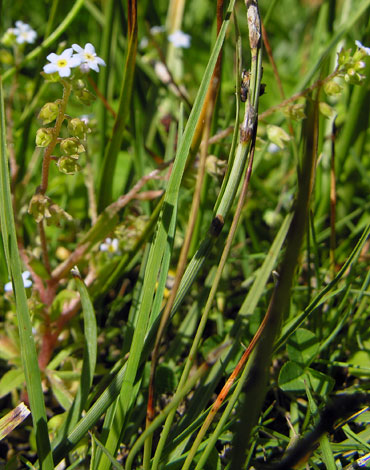 Myosotis laxa