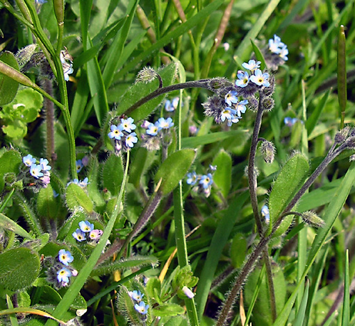 Myosotis ramosissima whole