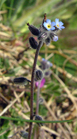 Myosotis ramosissima close