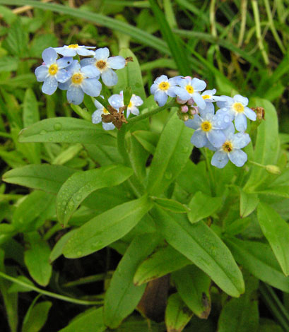 British Wild Plant Myosotis Scorpioides Water Forget Me Not British Wild Plant Myosotis Scorpioides Water Forget Me Not