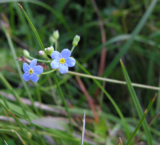 Myosotis secunda