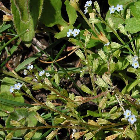 Myosotis sicula whole