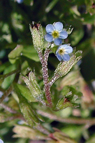 Myosotis sicula close