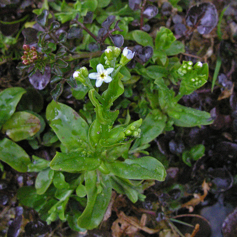 Myosotis stolonifera whole