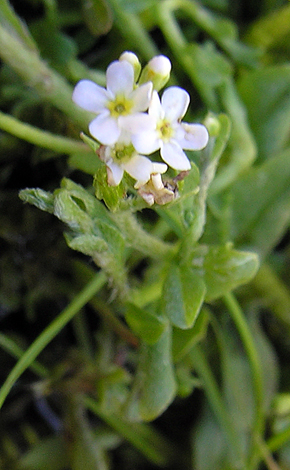 Myosotis stolonifera close