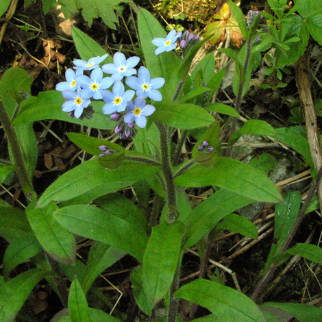 Myosotis sylvatica whole