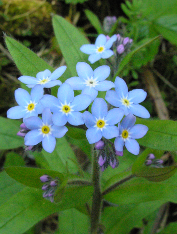 Myosotis sylvatica close