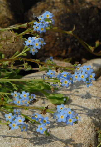 Myostis x bollandica close