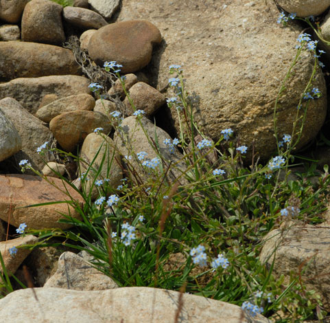 Myostis x bollandica whole