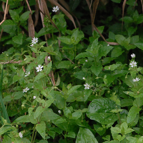 Myosoton aquaticum whole