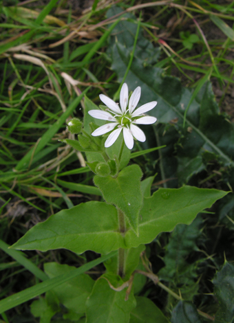 Myosoton aquaticum close