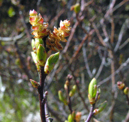 Myrica gale