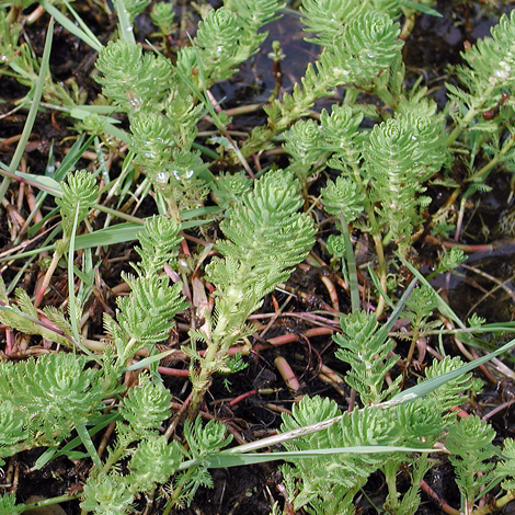 Myriophyllum aquaticum