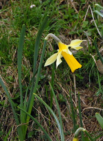 Narcissus bicolor close