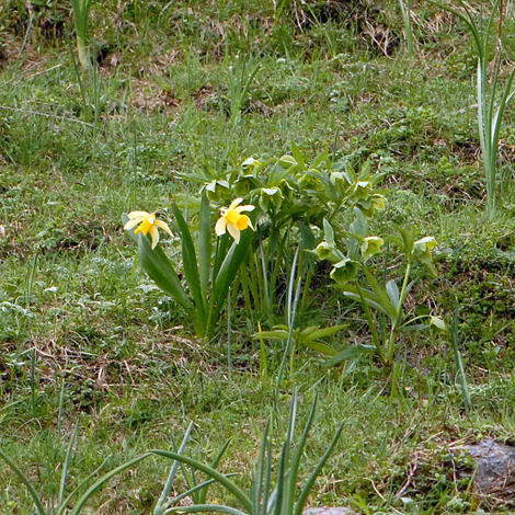 Narcissus bicolor whole