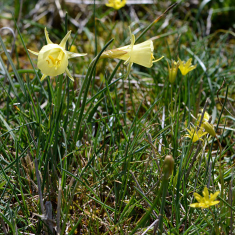 Narcissus bulbocodium ssp graelsii whole